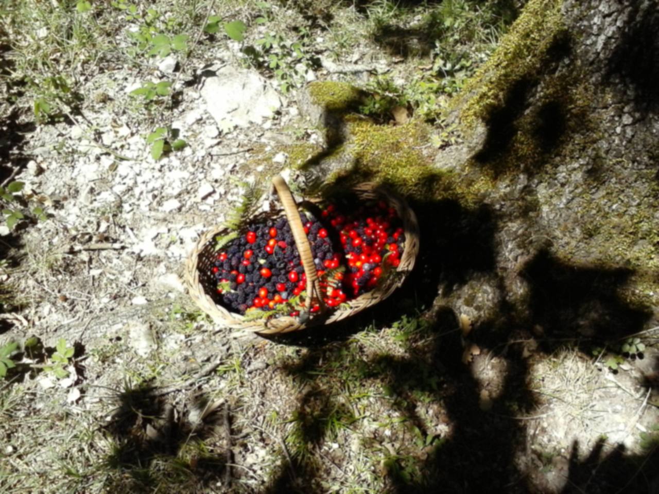 Un cesto di vimini pieno di frutti di bosco appoggiato su una roccia coperta di muschio, fra le felci del sottobosco.
