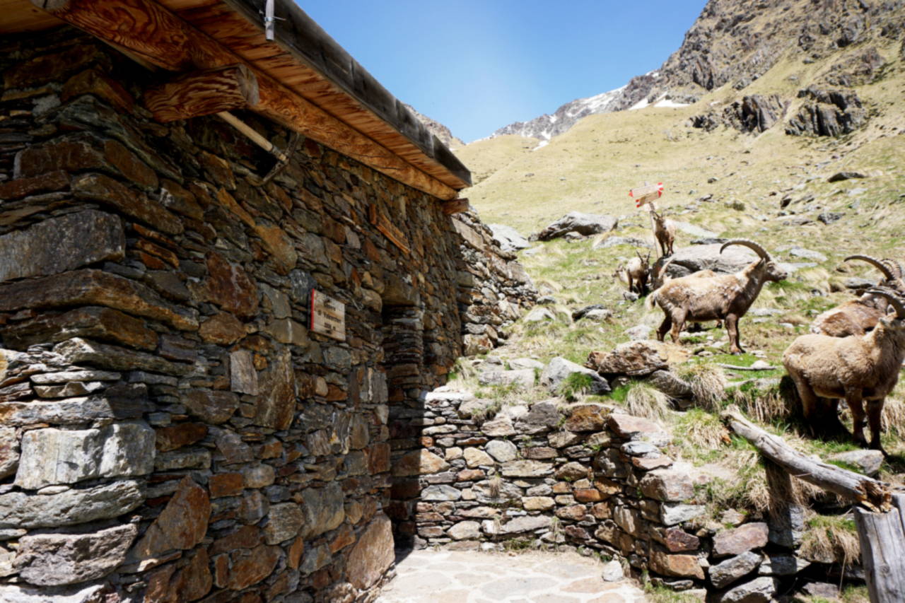 Alcuni stambecchi sostano davanti al bivacco Valzaroten, una costruzione in pietra con tetto in lamiera, su terreno d'alta quota.