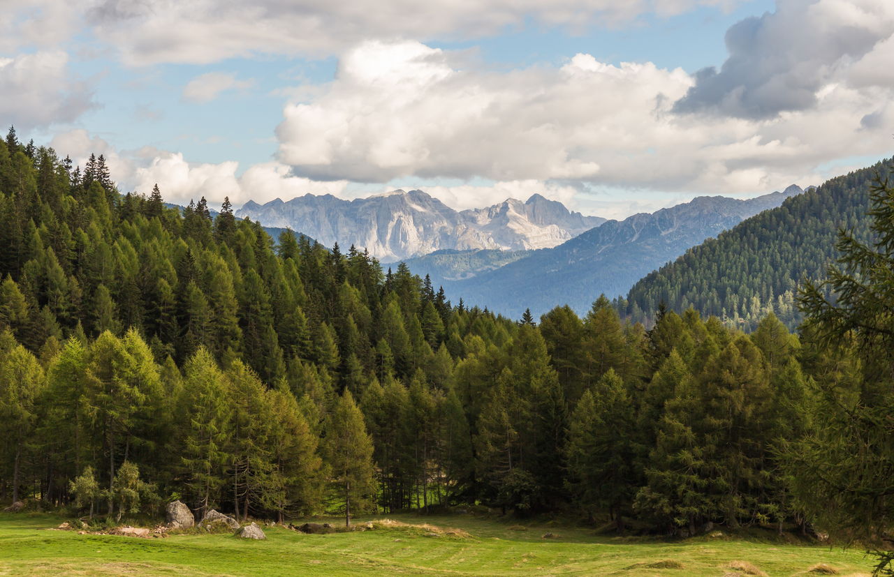 Prato e lariceto lungo il sentiero per il Lago Covel, con le cime del gruppo Ortles-Cevedale e nubi di bel tempo sullo sfondo.