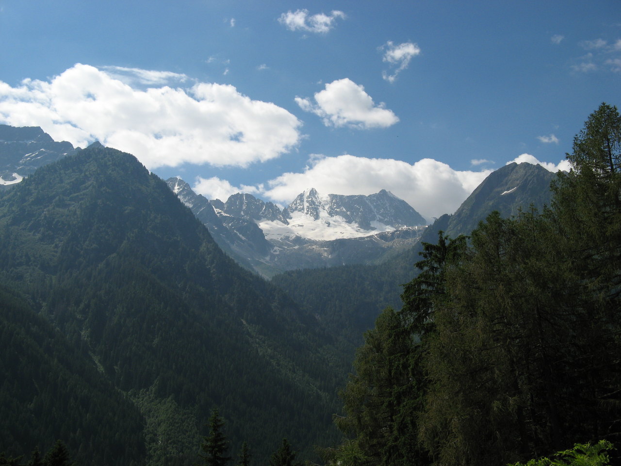 I versanti erbosi e boscosi che scendono verso il passo del Tonale, con le cime innevate del gruppo dell'Adamello sullo sfondo.